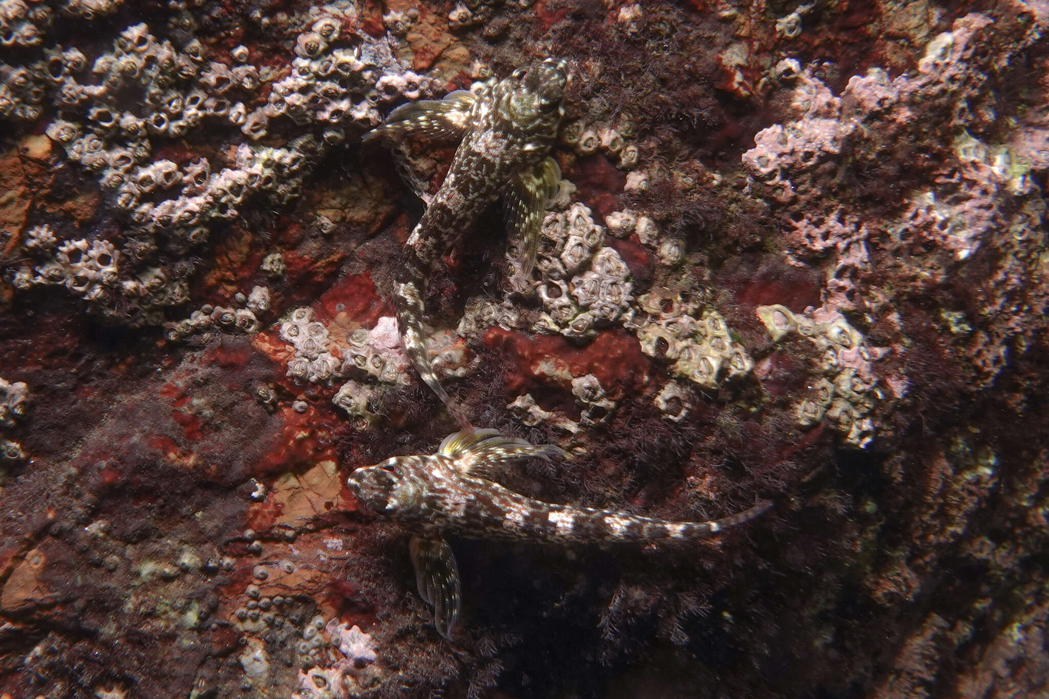 Image of Mottled Twister