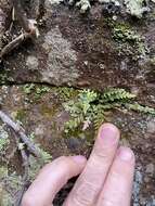 Image of spleenwort