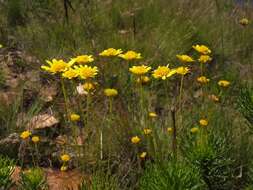 Imagem de Euryops pedunculatus N. E. Br.