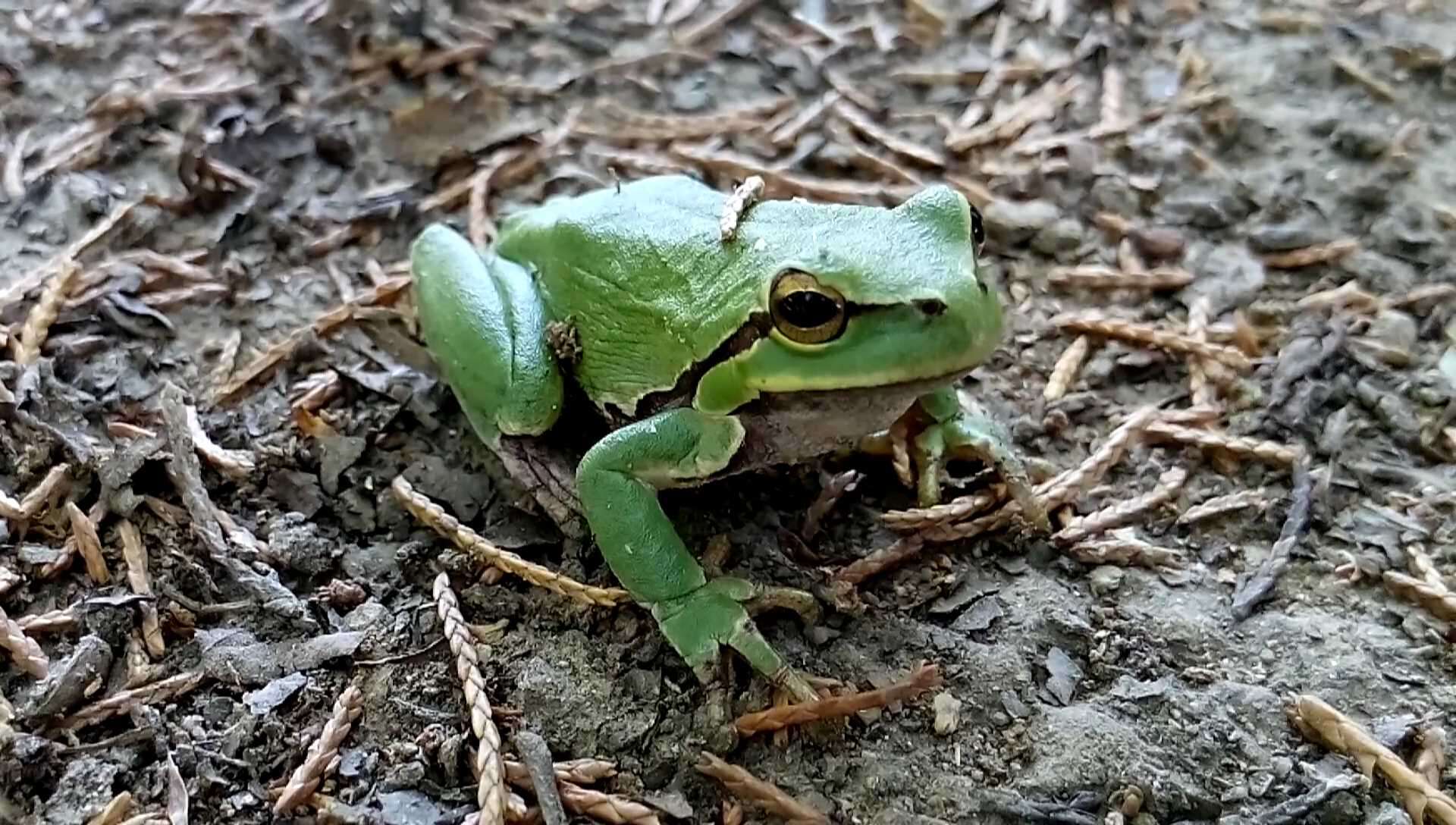 Image of Common tree frog