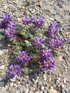 Image of Pacific lupine