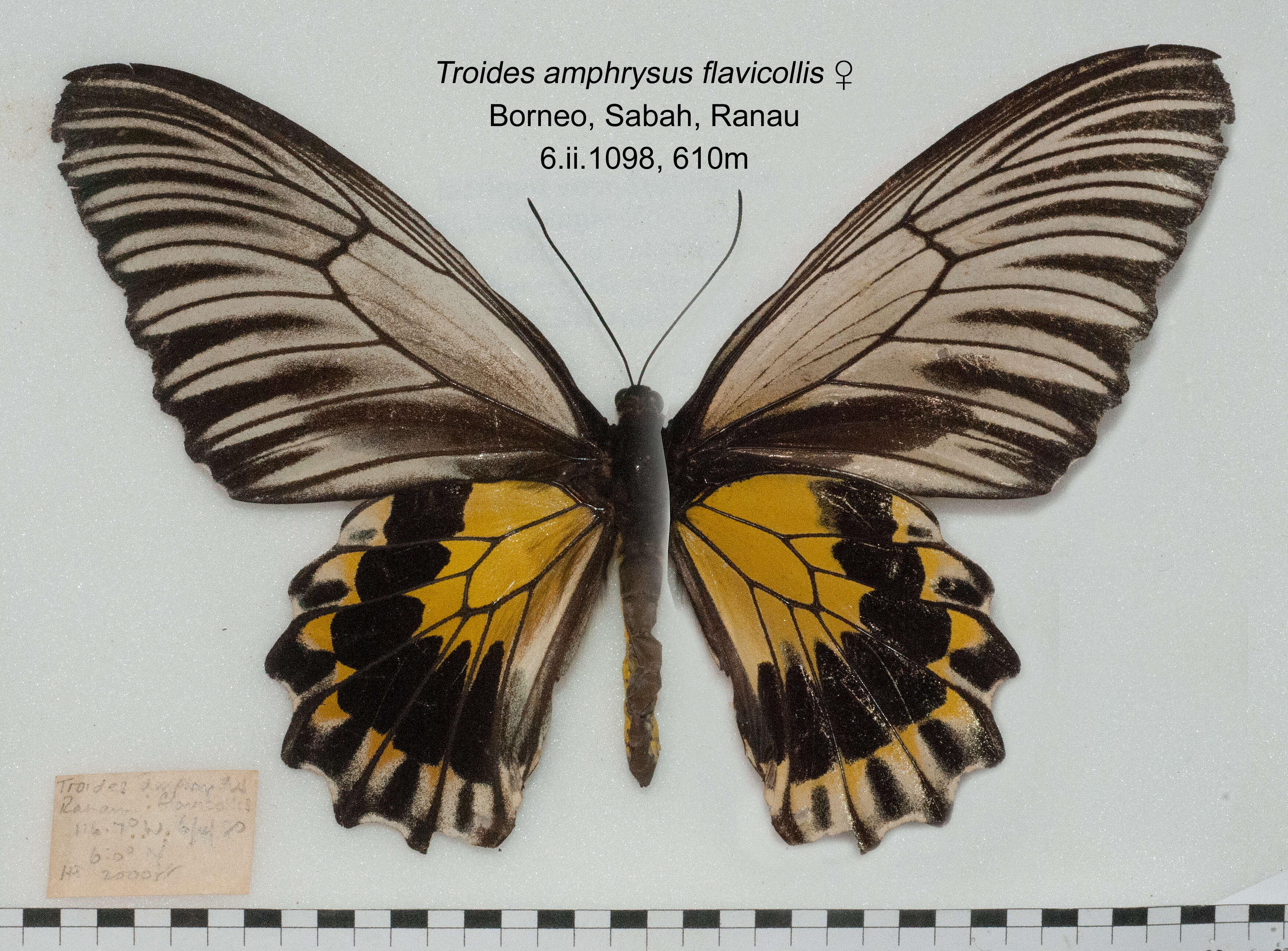 Image of Golden Birdwing