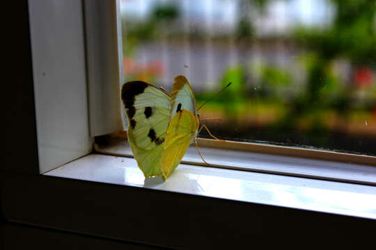 Image of cabbage butterfly