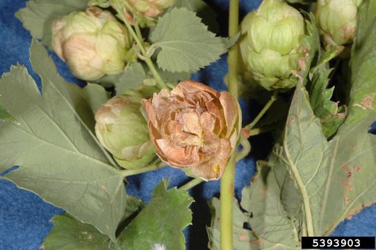 Image of <i>Podosphaera macularis</i> (Wallr.) U. Braun & S. Takam. 2000