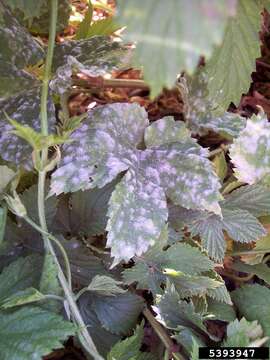 Image of Powdery mildew