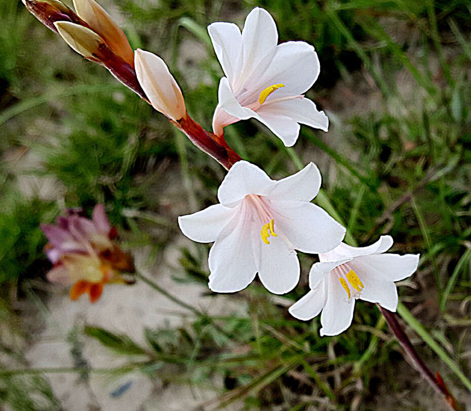 Image of Watsonia laccata (Jacq.) Ker Gawl.
