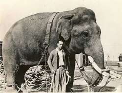 Image of Indian elephant