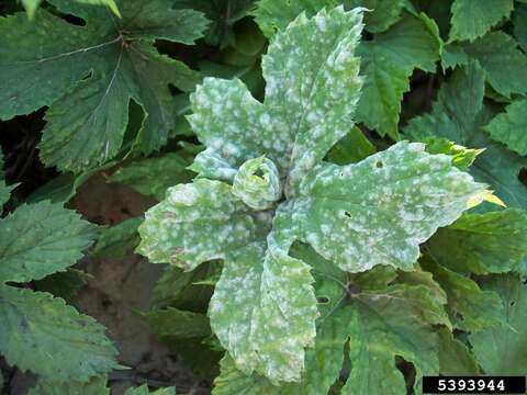 Image of Powdery mildew