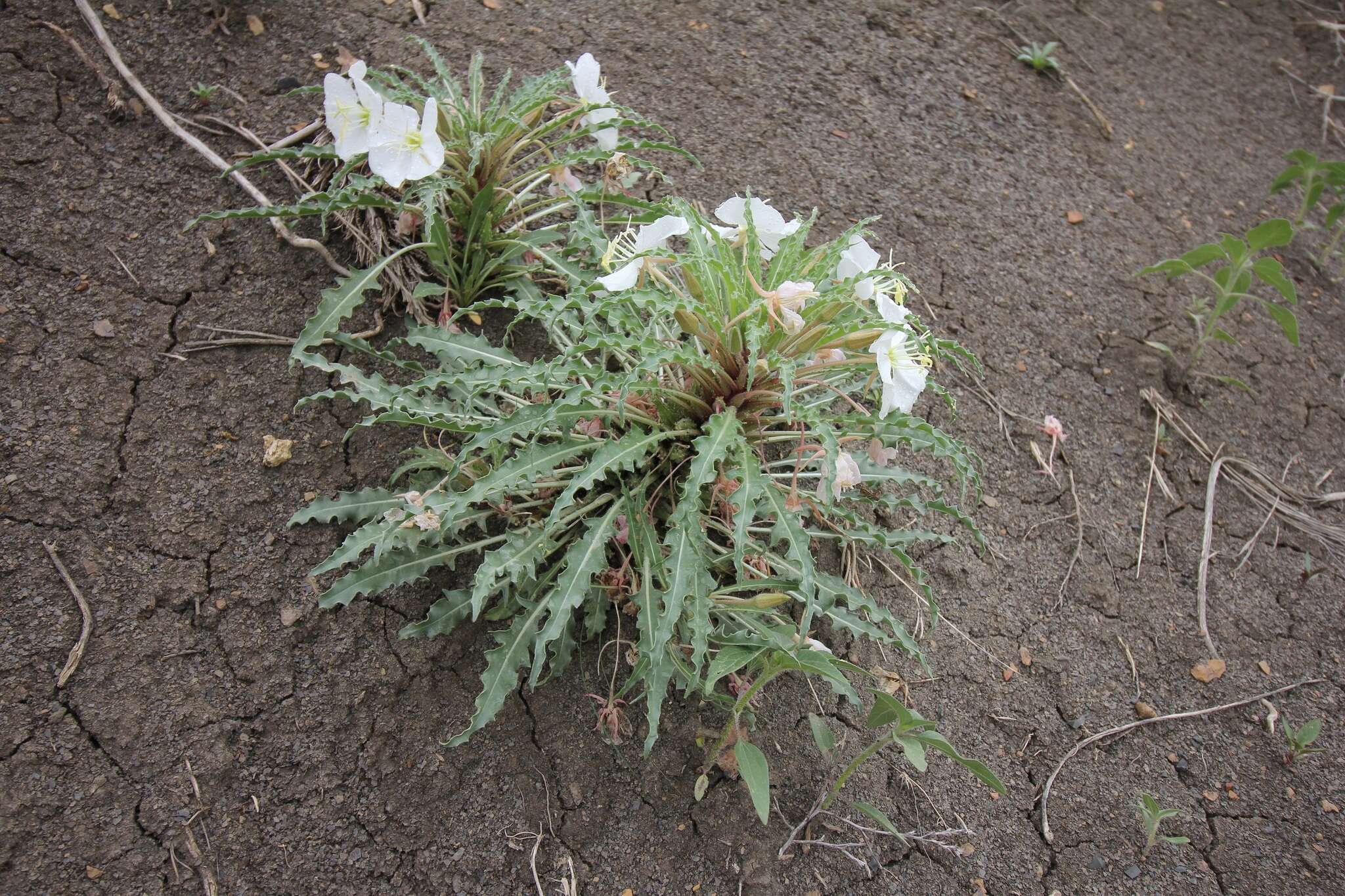 Plancia ëd Oenothera harringtonii W. L. Wagner, R. Stockhouse & W. M. Klein