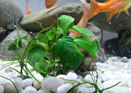 Image of Anubias barteri Schott