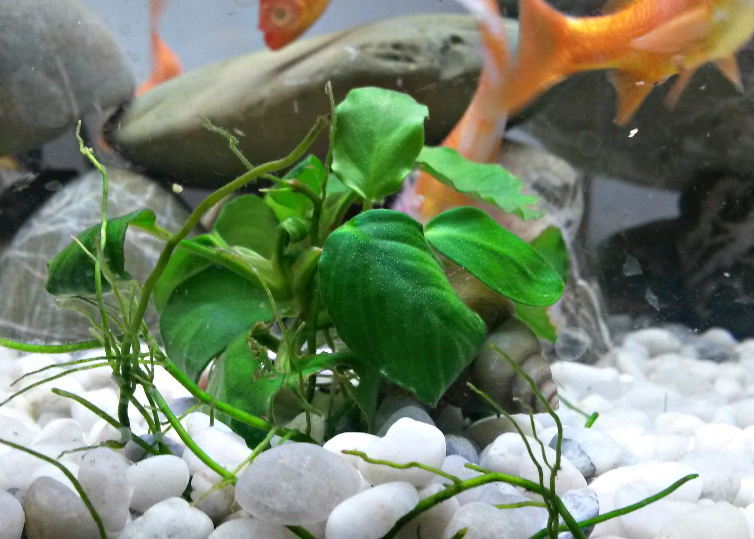 Image of Anubias barteri Schott