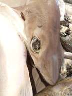 Image of Little Gulper Shark