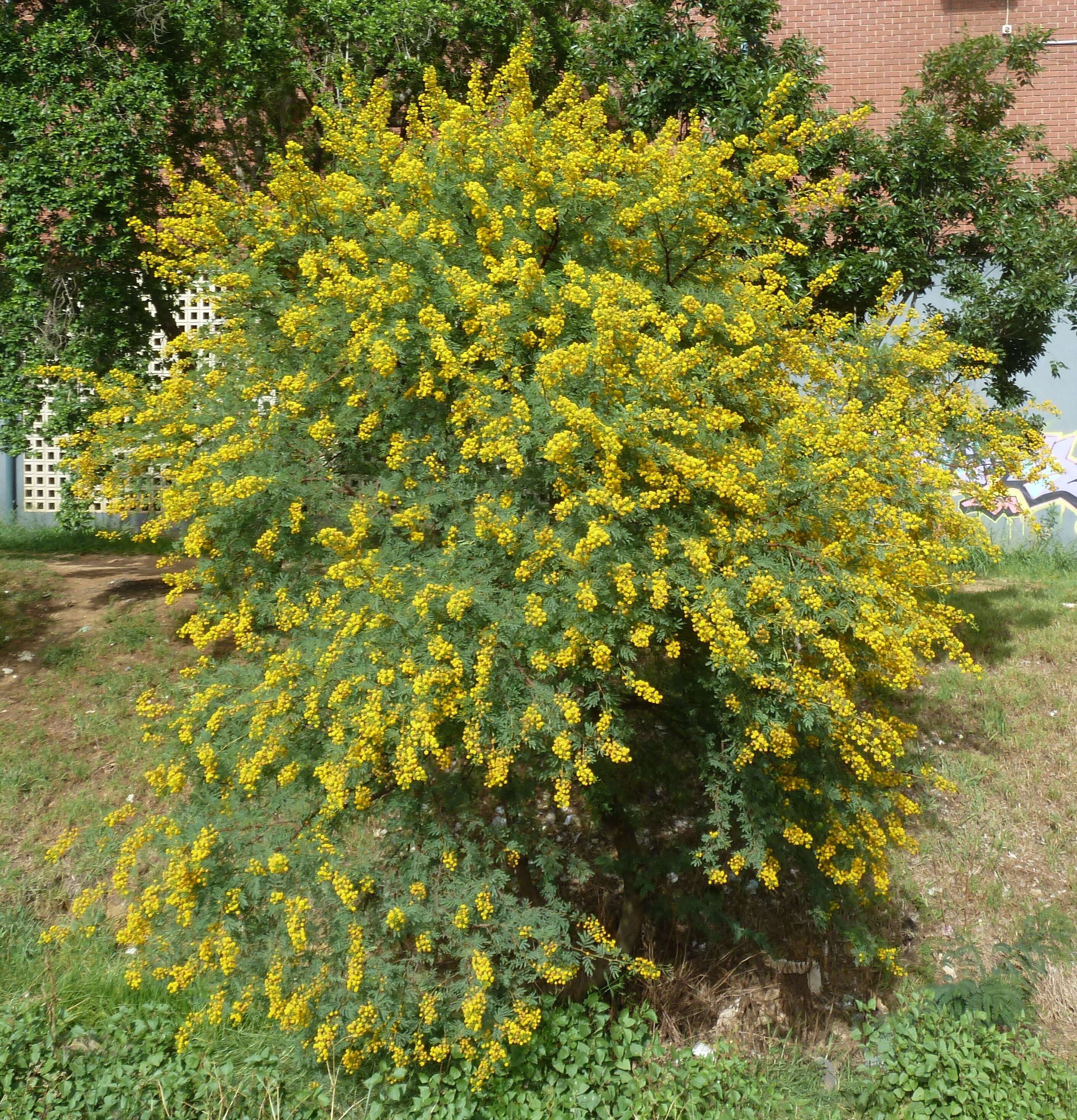 Imagem de Vachellia karroo (Hayne) Banfi & Galasso