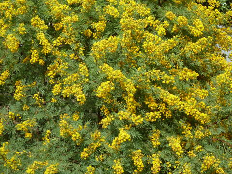 Plancia ëd Vachellia karroo (Hayne) Banfi & Galasso