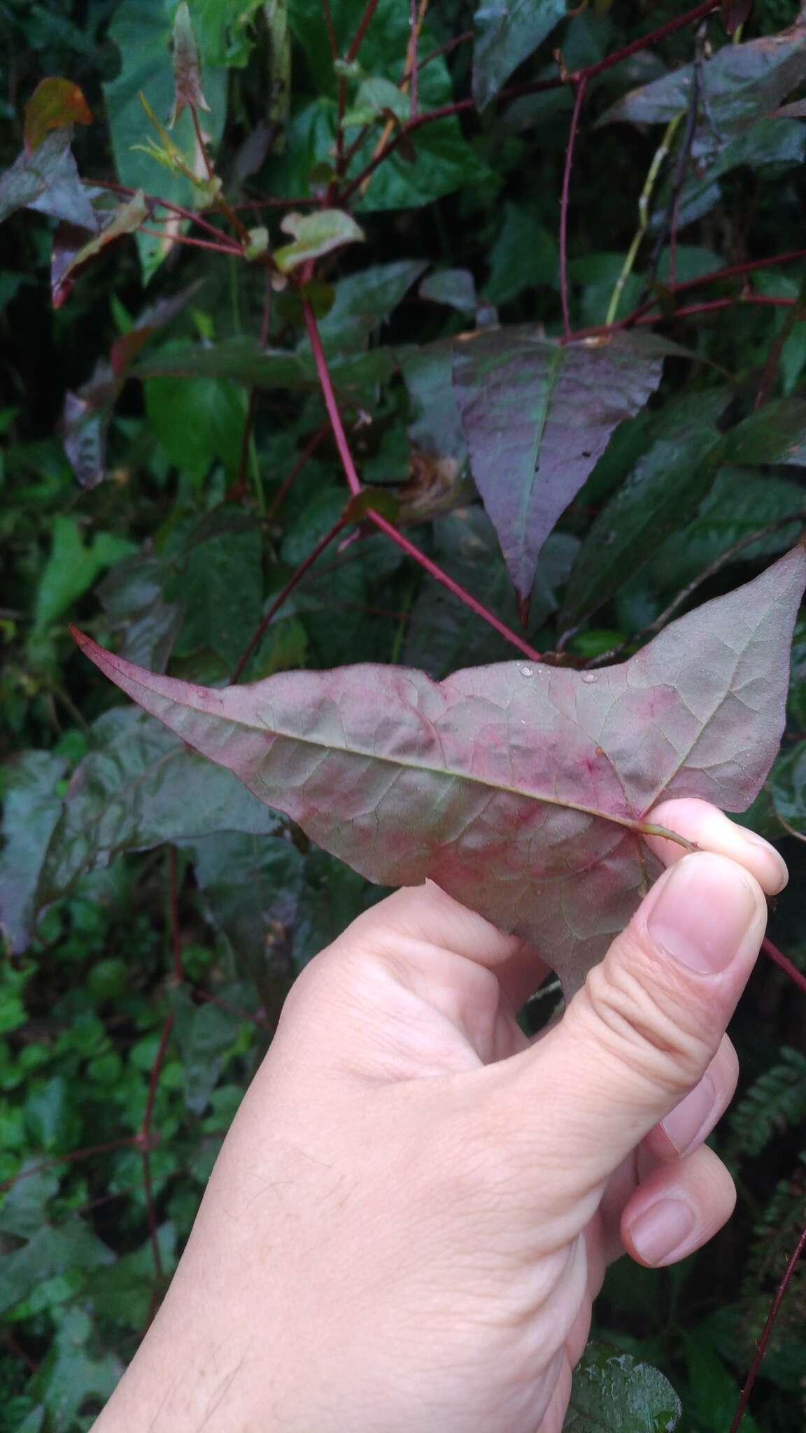 Persicaria senticosa (Meisn.) H. Gross的圖片