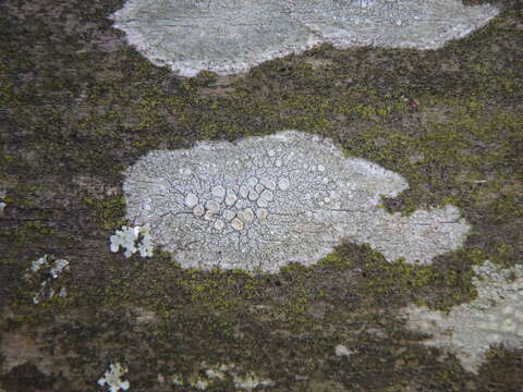 Image of Frosty saucer lichen