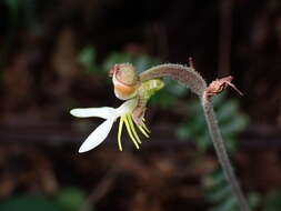 Image of Anoectochilus formosanus Hayata