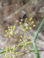 Image of Camponotus micans (Nylander 1856)