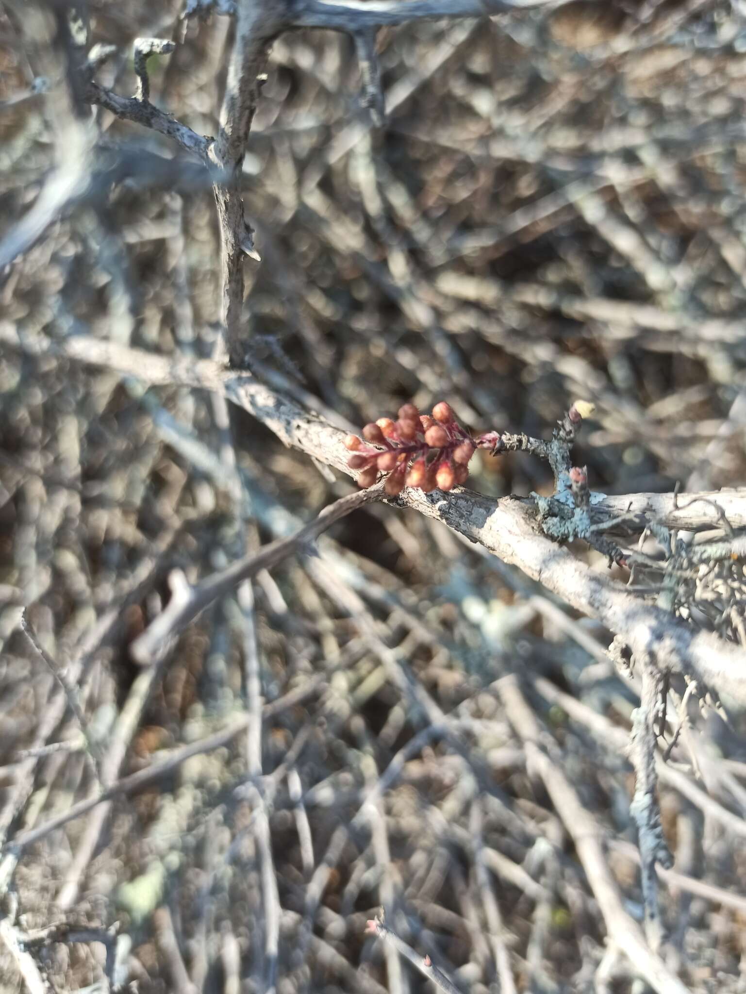 Image of Ribes tortuosum Benth.