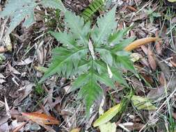 Image of Doryopteris concolor (Langsd. & Fisch.) Kuhn