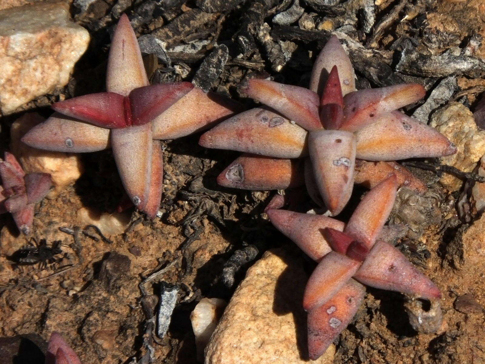 Image of Crassula congesta N. E. Br.