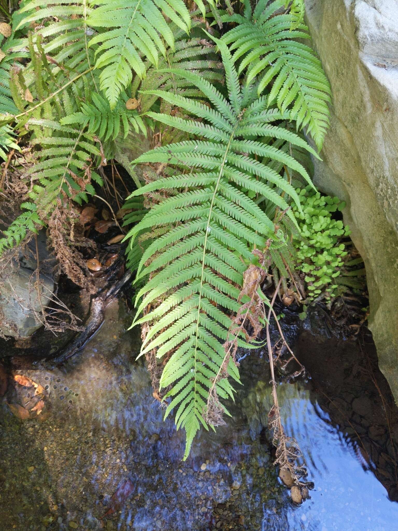 Image of Pelazoneuron puberulum var. sonorense (A. R. Sm.) A. R. Sm. & S. E. Fawc.