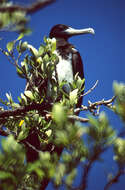 Image of frigatebirds