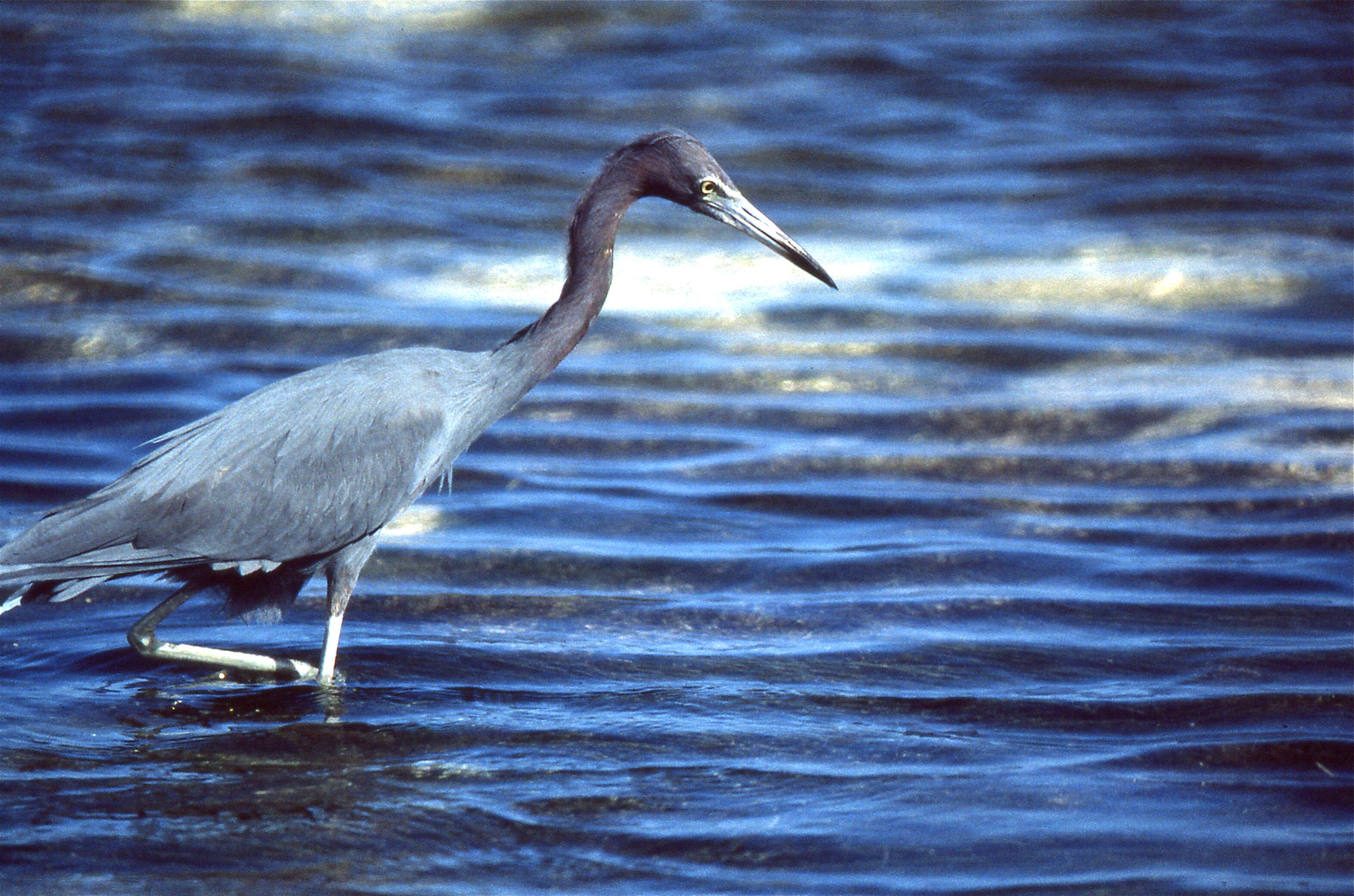 Image of Little Blue Heron