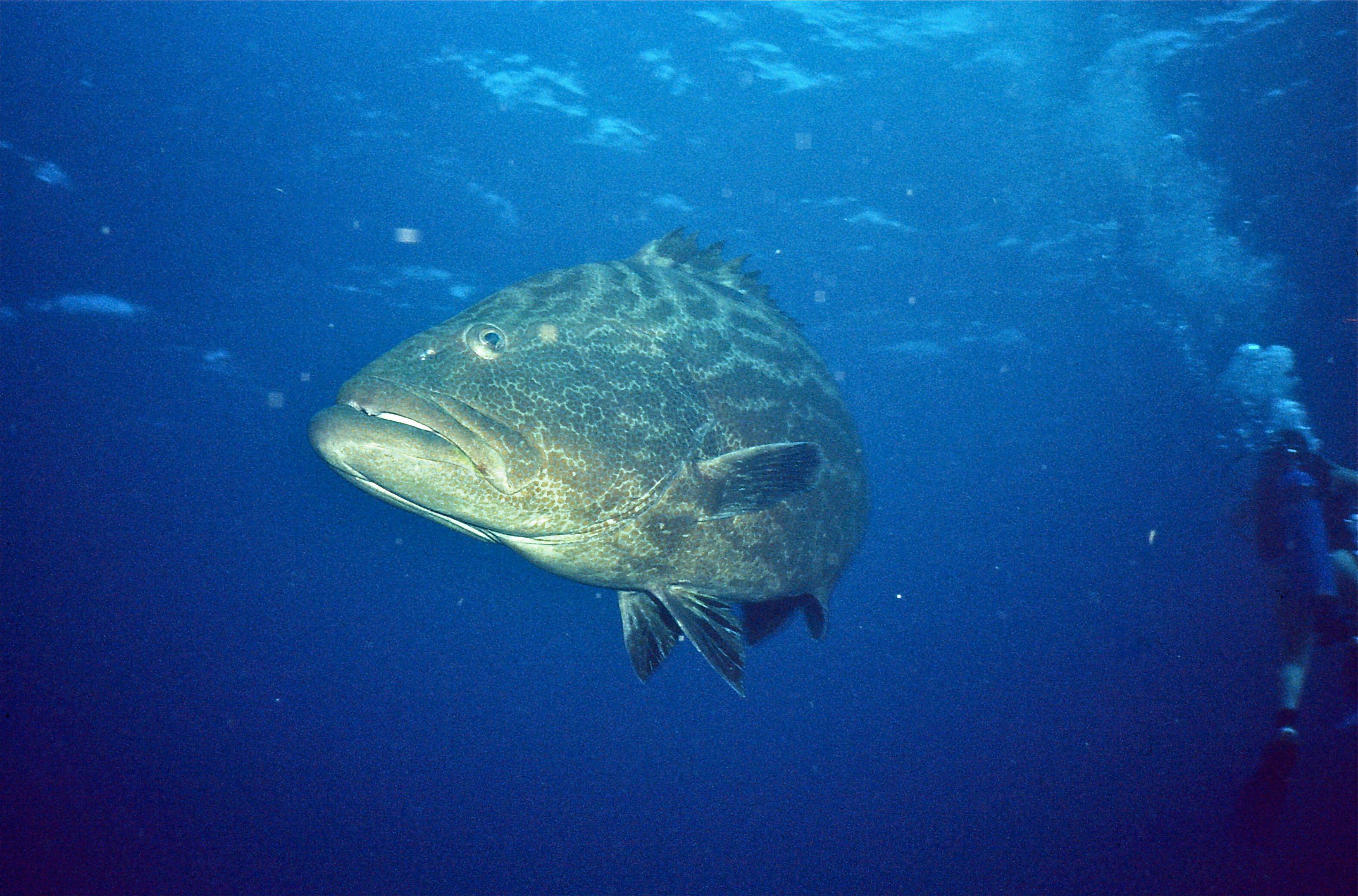 Image of Black Grouper