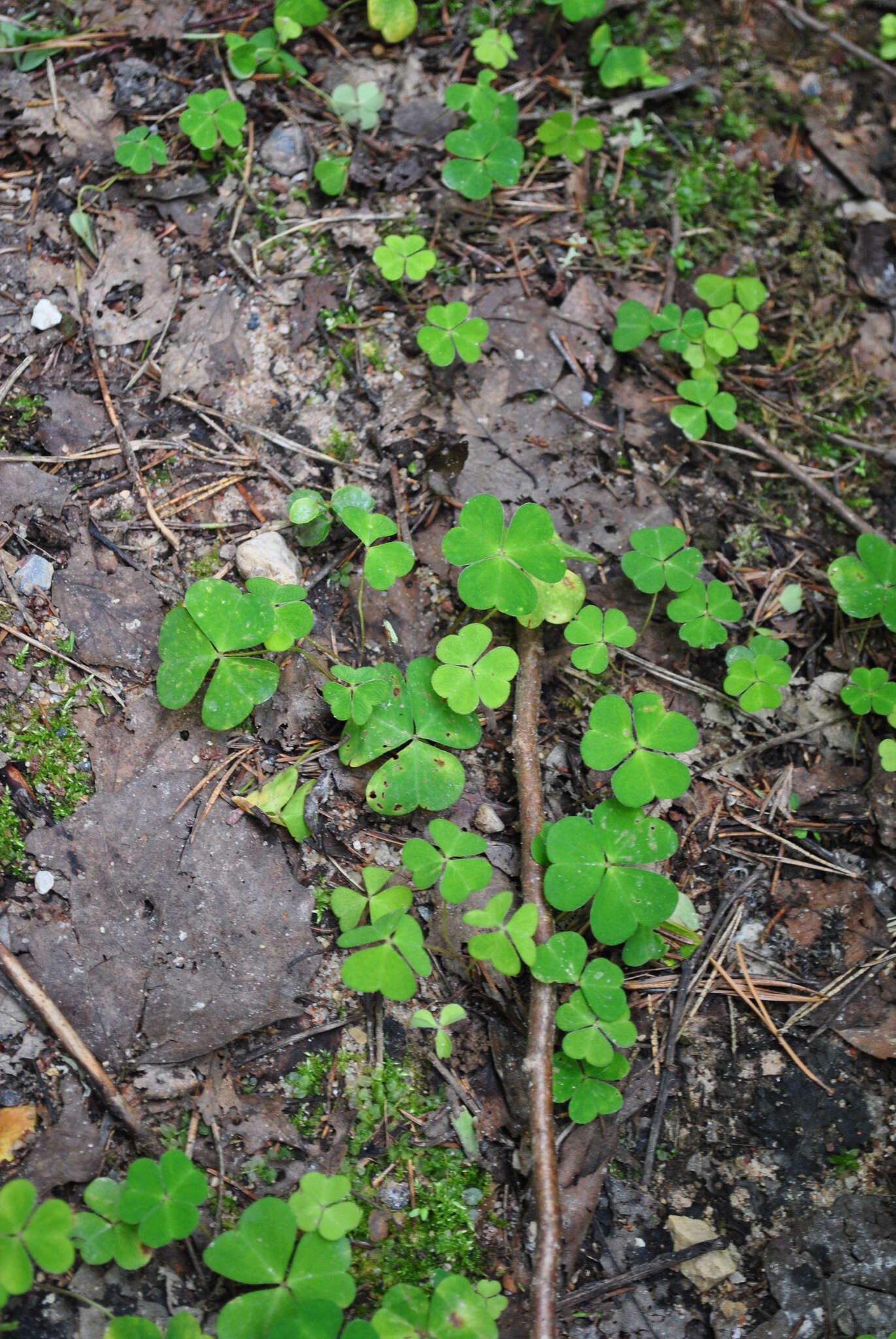 Imagem de Oxalis acetosella L.