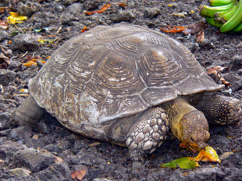 Image of spurred tortoise