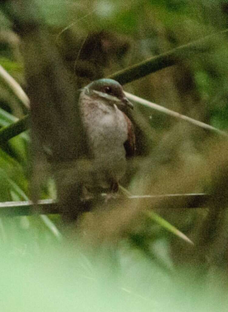 Image of Key West Quail-Dove