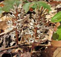 Image de Pachysandra procumbens Michx.