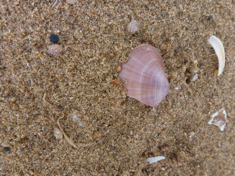 Image of rayed trough clam