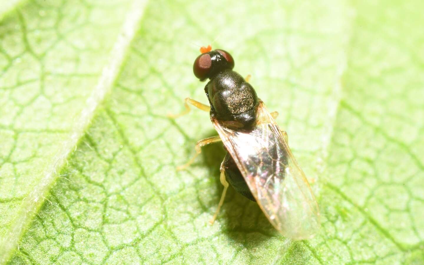 Image of Pachygaster leachii Curtis 1824