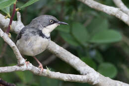 Image of Apalis thoracica thoracica (Shaw 1811)