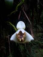 Imagem de Maxillaria fletcheriana Rolfe