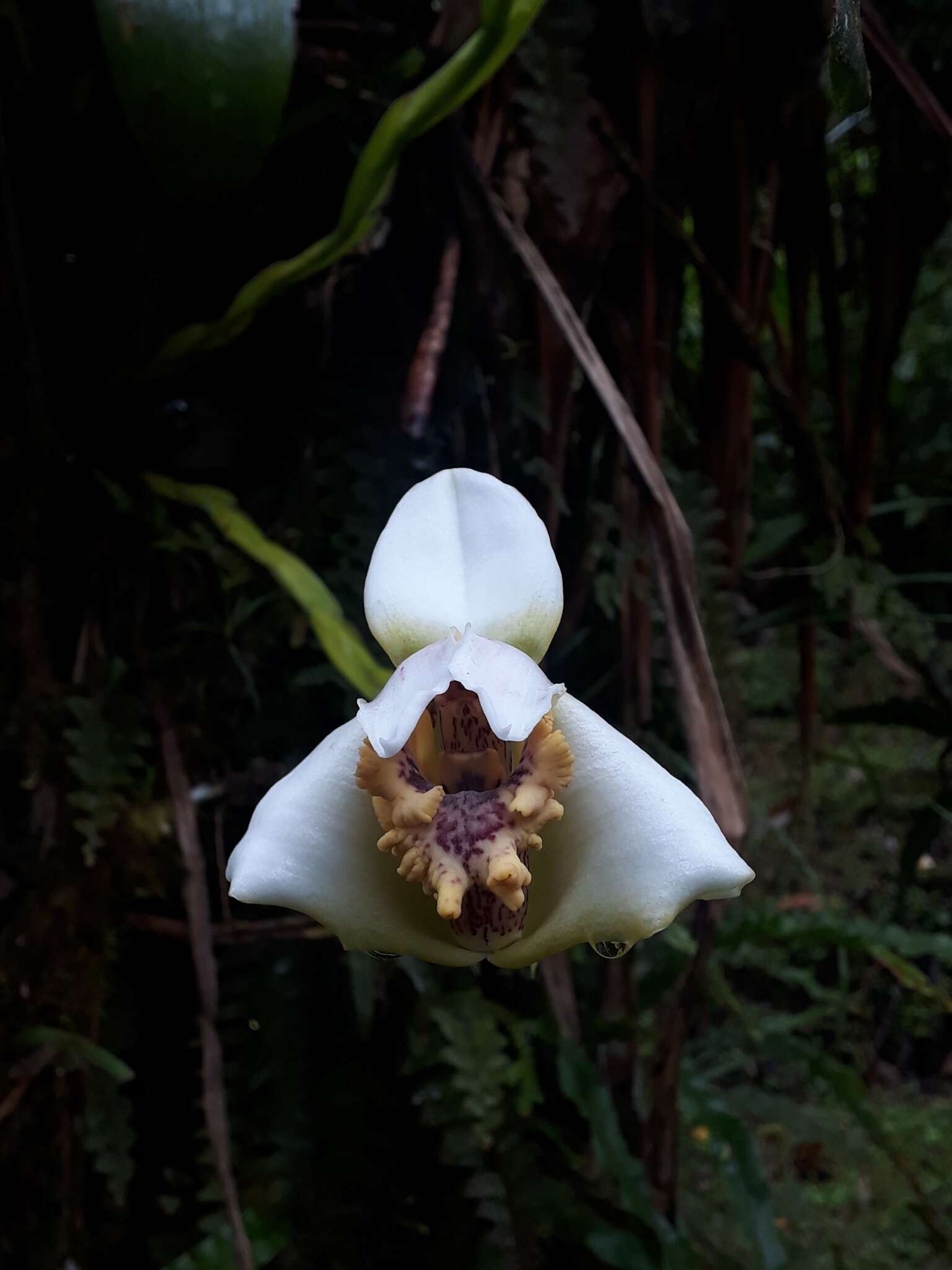 Image of Maxillaria fletcheriana Rolfe