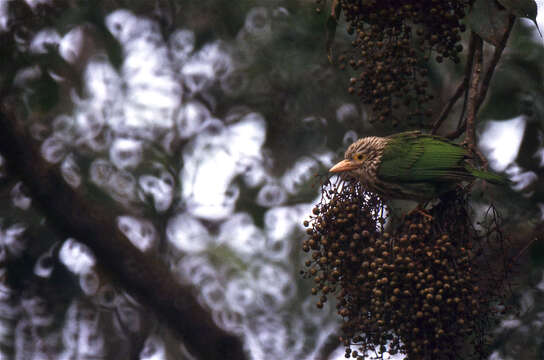 Psilopogon lineatus (Vieillot 1816) resmi