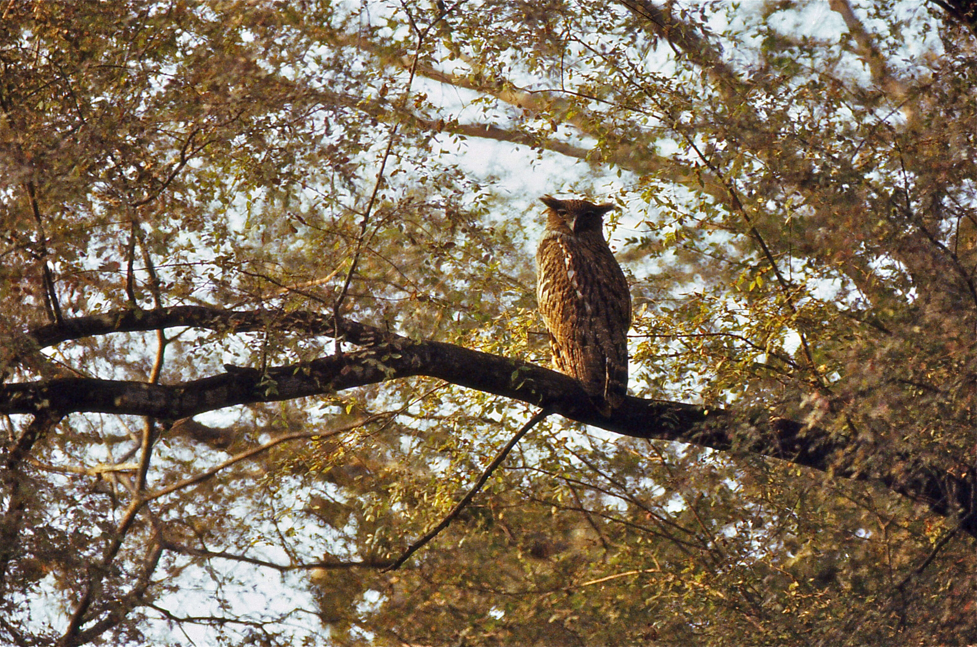 Image of Brown Fish Owl