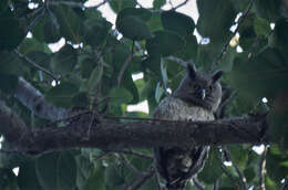 Image of Dusky Eagle-Owl