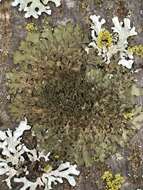 Image of Elegant camouflage lichen