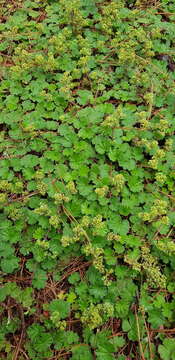 Image of Lachemilla pectinata (Kunth) Rothm.