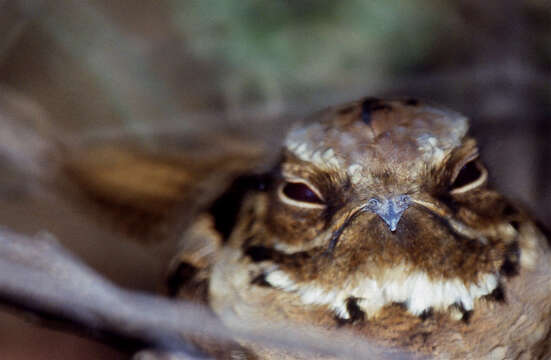 Image of Large-tailed Nightjar