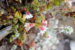 Image of Euphrasia transmorrisonensis var. durietziana (Ohwi) T. C. Huang & M. J. Wu