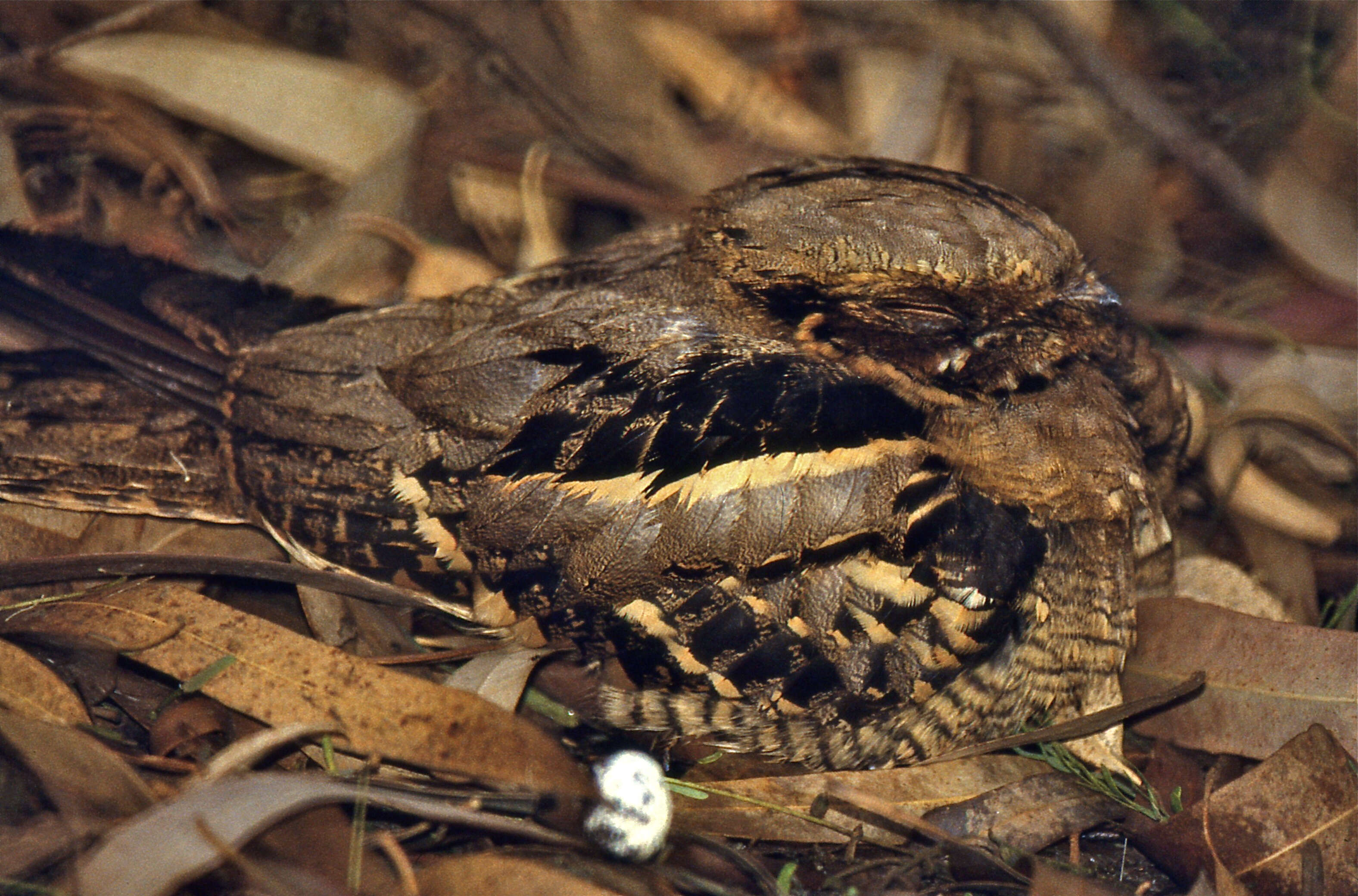 Image of Large-tailed Nightjar