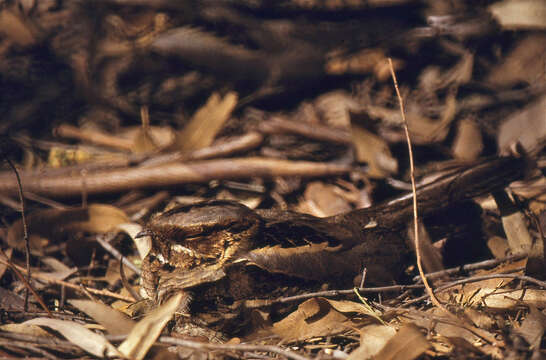 Image of Large-tailed Nightjar