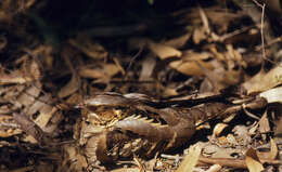 Image of Large-tailed Nightjar