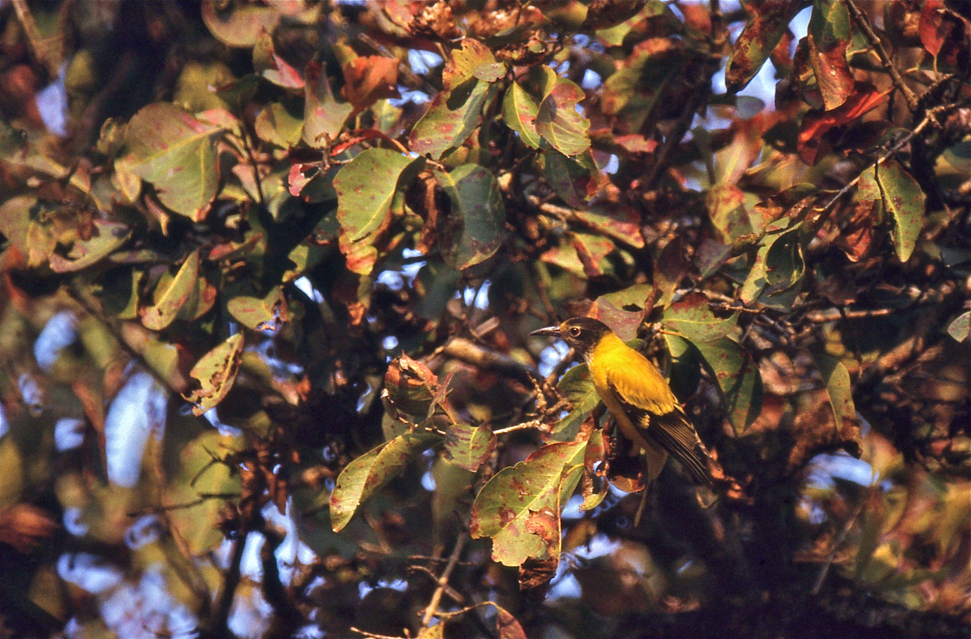 Image of Black-hooded Oriole