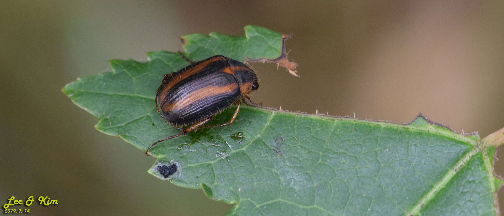 Image of Gastroserica herzi (Heyden 1887)